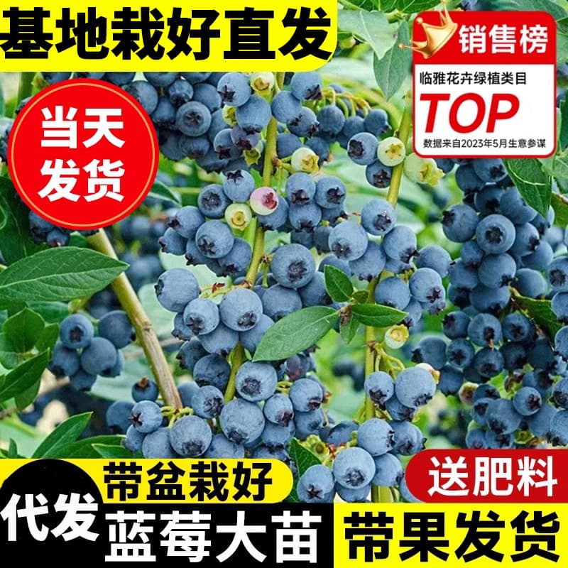 Extra-large Fruit Blueberry Plants - Potted or ground planting, shipped with fruit, suitable for north and south, cold-resistant, year-round fruiting.