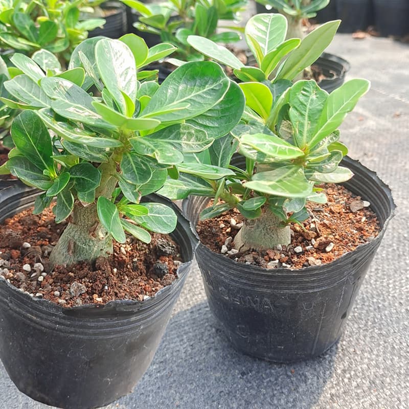Desert Rose Seedlings Wholesale, Two-Year-Old Plants for Living Room Balcony, Office Desktop Potted Plants, Easy-Care and Hardy Flowers