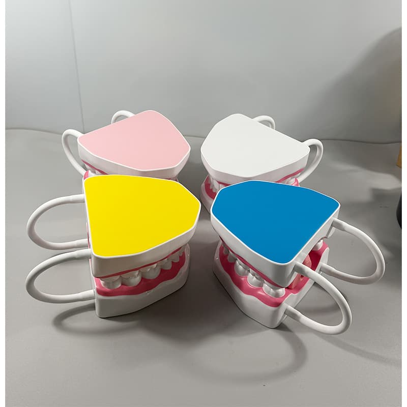 Dental Oral Model for Production, Children's Cavity Model, Caries False Tooth Model for Kindergarten Tooth Brushing Teaching Model