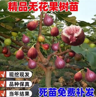 Fig Tree Seedling, Potted or Ground Cultivation, Bojihong, Suitable for Southern and Northern Planting, Extra Large, Bears Fruit Same Year, Fig Tree Seedling