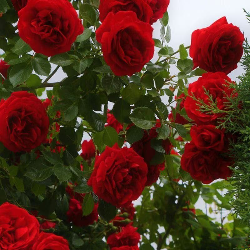 【Hot Sale】Red Rose Seeds, Red Rose Flower Seeds, Suitable for Planting in All Seasons