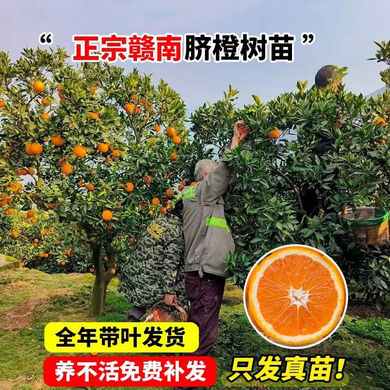 Jiangxi Gannan Navel Orange Seedlings, Grafted Newhall Oranges, Navel Orange Saplings, Fruit Tree Seedlings, Ground-Planted Seedlings, High-Quality with Fruit