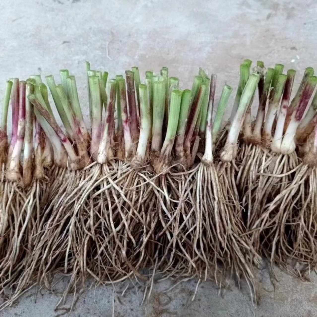 Fresh Leek Roots, Newly Dug Purple Root Leeks for Balcony, Garden, and Field Planting, Direct from Origin with High Survival Rate
