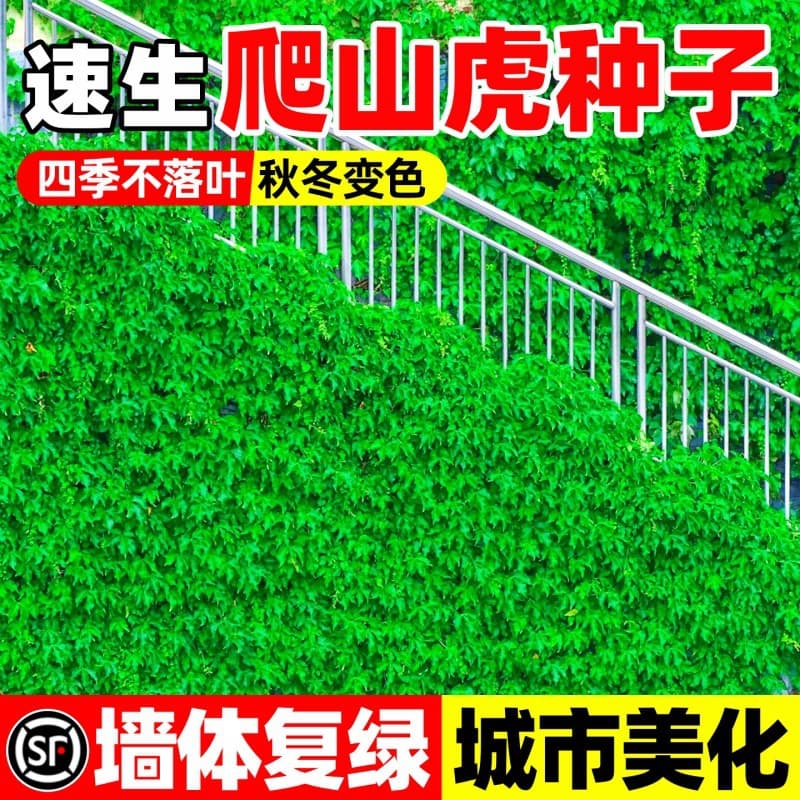 Boston Ivy Seeds, Climbing Plants for All Seasons, Easy to Grow, Color-Changing Five-Leaf and Three-Leaf Ivy Seeds for Garden Trellis