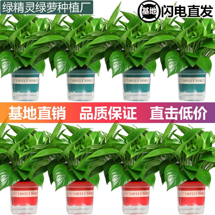 Pothos potted plants, indoor office hydroponic plants, air purifiers, flowers, green spider plants, bonsai base, wholesale