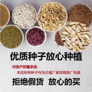 Four-Season Vegetable Seeds, South and North Farm Balcony Potted Planting, Cilantro, Lettuce, Autumn and Winter Planting Vegetable Seeds Complete Set