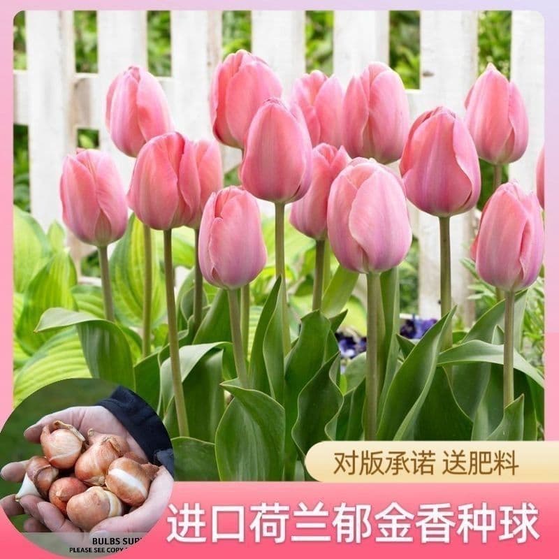 Tulip Soil Culture Hydroponic Seed Bulbs Indoor and Outdoor Flowers Balcony Cold-Resistant Potted Plants Courtyard Planting