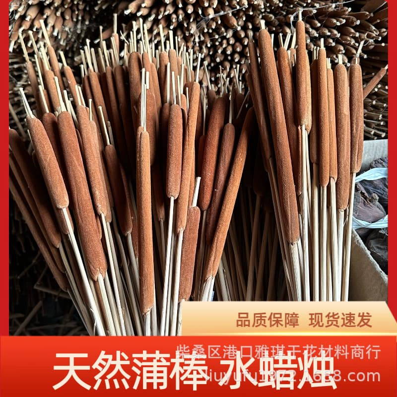 [Cattail] Natural Dried Flower Home Decoration Ornament for Photography