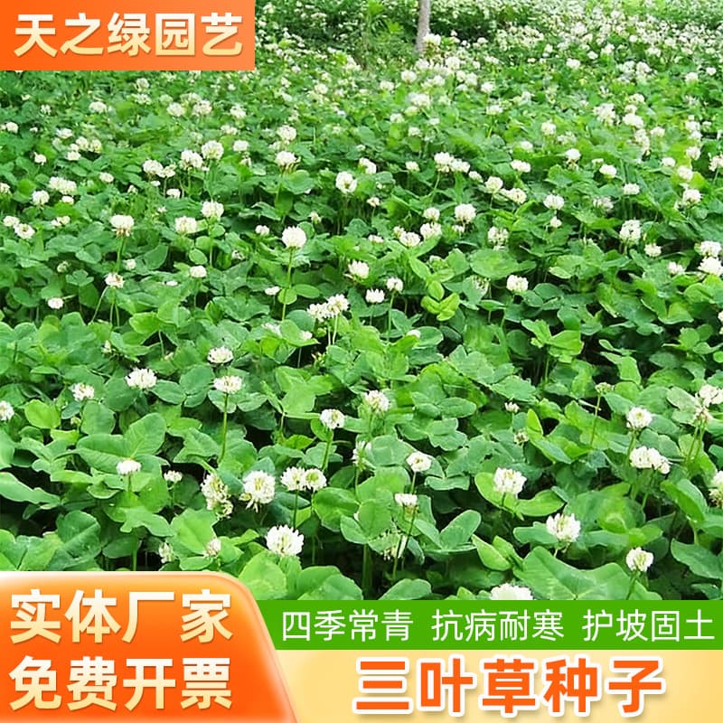 White Clover Seeds, Lucky Clover, Landscape Greening, Red Clover Seeds, Lawn Planting, Engineering, Garden Grass Seeds
