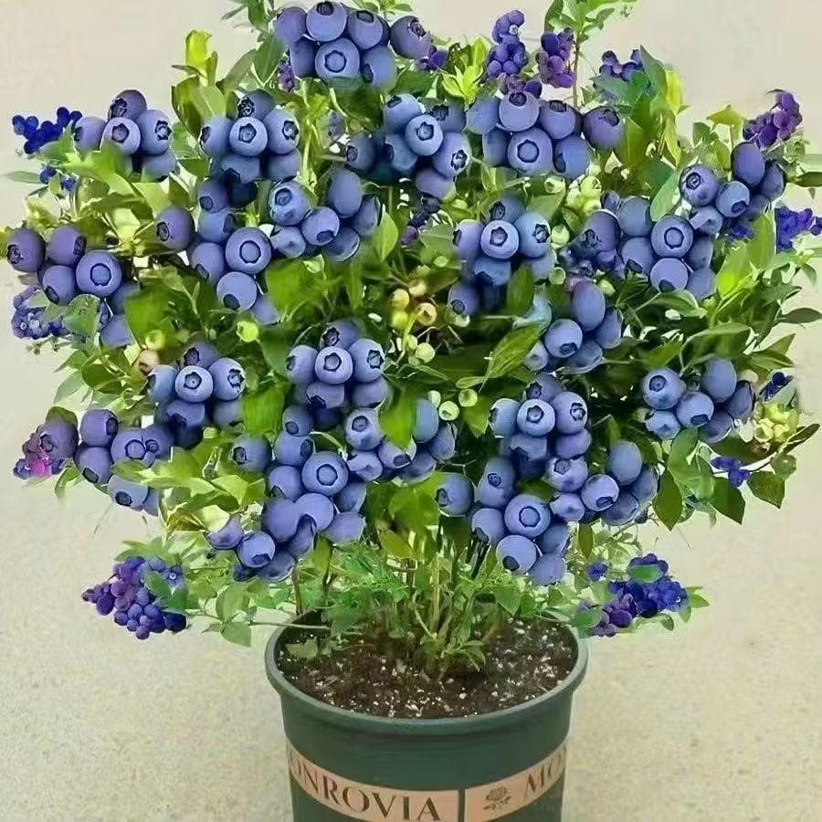 Authentic blueberry seedlings, potted, ground-planted, balcony-grown, suitable for both northern and southern climates, edible, bears fruit in the same year, cold-resistant, year-round seedlings.