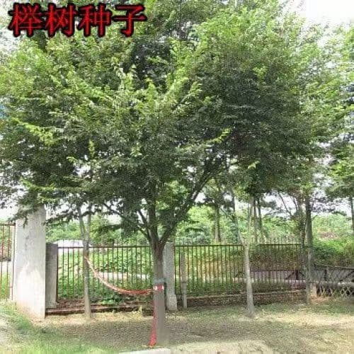 Freshly harvested Zelkova seeds: Small-fruited Zelkova, Green Zelkova, White Zelkova, Blood Zelkova, Large-fruited Zelkova, Red Zelkova forest tree seeds