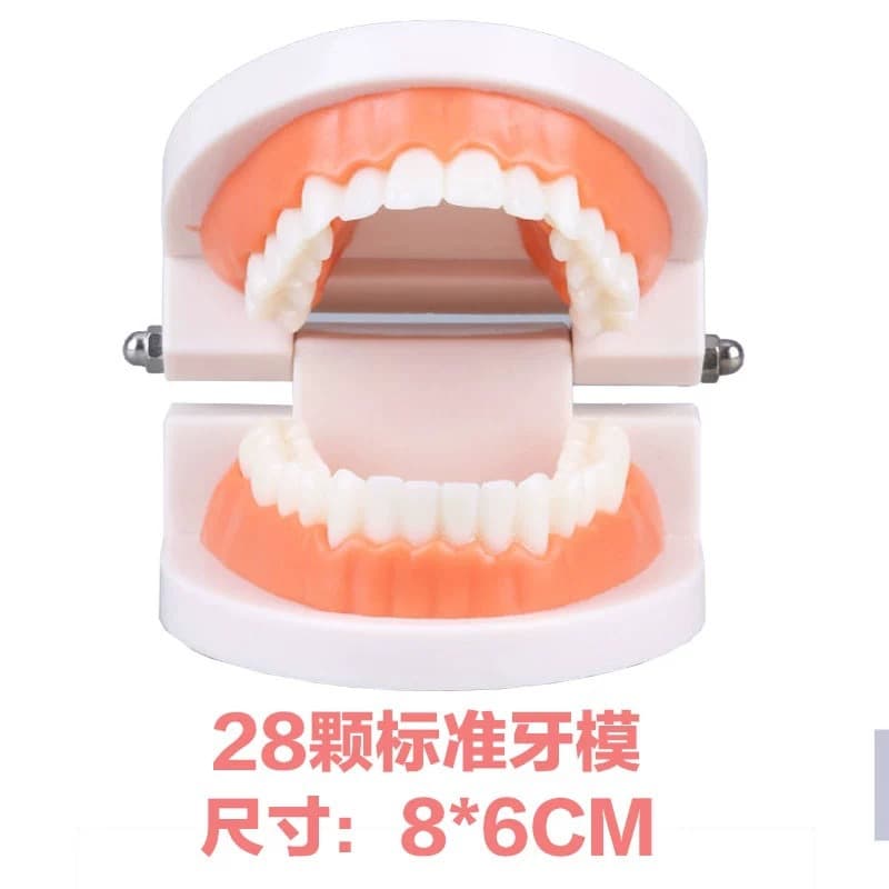 Teeth Model Oral Cavity Model Kindergarten Dental Teaching Model Small Tooth Model Wholesale Dental Teaching Materials