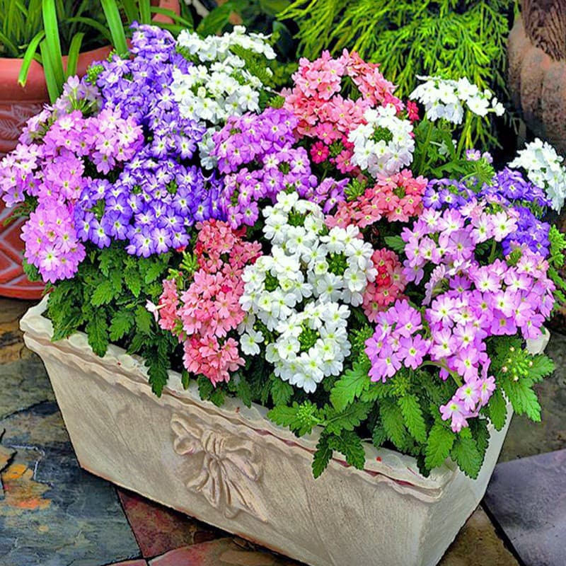 Mixed Color Verbena Seeds for Four Seasons Sowing, Rainbow Flower Seeds for Garden, Courtyard, Outdoor, Balcony Plant Flower Seeds
