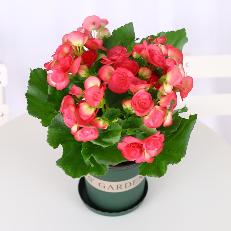 Potted Rieger Begonia Rose Begonia Double Flower Begonia Seedlings with Blooms Easy Care Glass Begonia