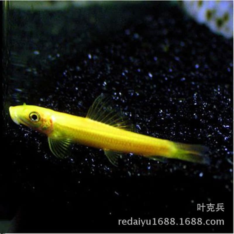 Tropical ornamental fish wholesale golden moss rat, moss fish, rat fish, cleaner fish