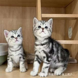 Live purebred American Shorthair kitten, white short-legged pet cat, healthy young cat
