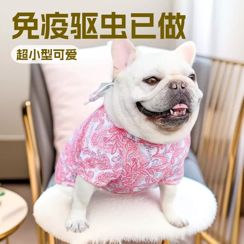 Wholesale Custom French Bulldog Puppy Live Dog Pet Companion Small Pet Teacup Dog