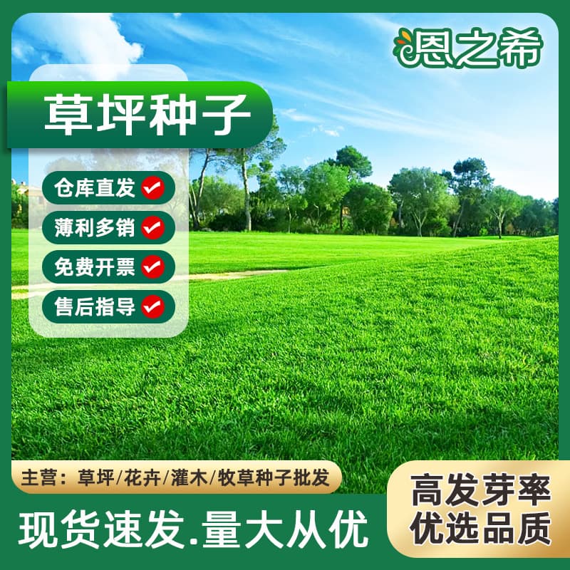 Wholesale Lawn Seed Slope Protection Landscaping Mixed Sowing Evergreen Square Park Road Sports Field Camping Bermuda Grass Seed