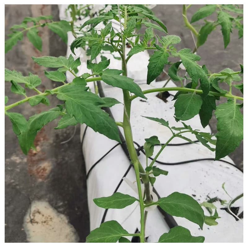 Soilless Cultivation Substrate Strips - Specialized Fruit and Vegetable Substrate Grow Bags/Strips for Greenhouse Planting, Direct from Manufacturer