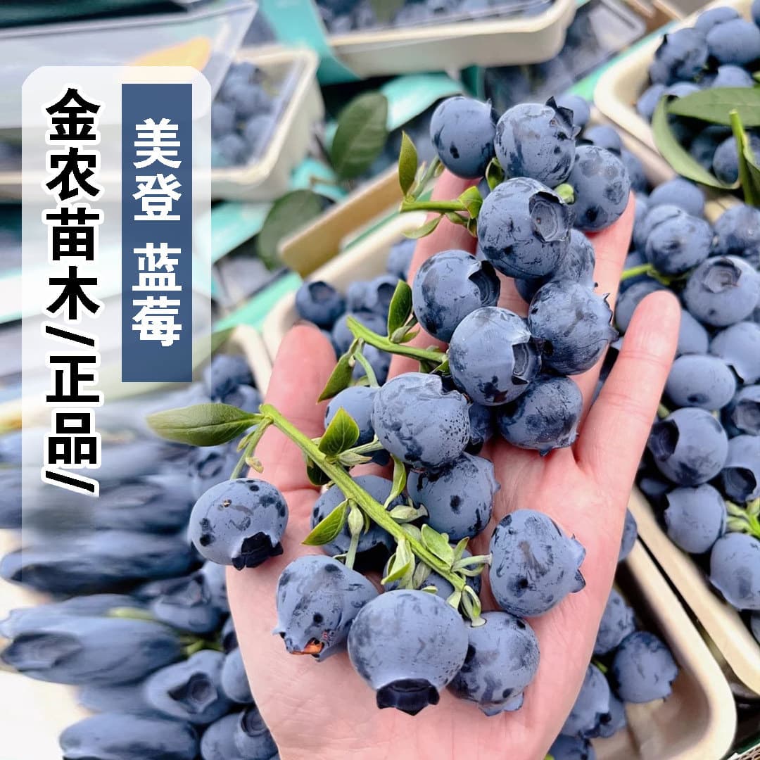Meideng Blueberry Sapling for Balcony Potted Plant, Suitable for North and South Planting, Garden Ground Planting, Four-Season Large Fruit, Bears Fruit Same Year