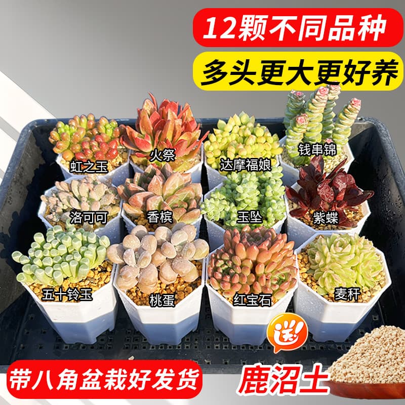 Succulent clear shed small expensive goods old pile super large combination one basket one shot plant Lithops combination potted plant