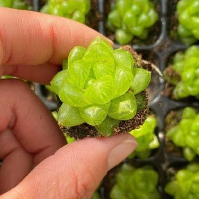 Haworthia cymbiformis single head cluster succulent plant