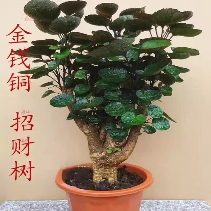 Polyscias Balfouriana Round Leaf Large Potted Plant Indoor Living Room Office Greenery Money Plant Lucky Tree