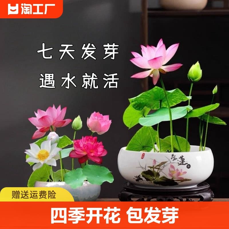 Bowl Lotus Hydroponic Plant Florals Indoor Easy to Grow Four-Season Flowering Seeds Office Water-Raised Lotus Water Lily Potted Plants