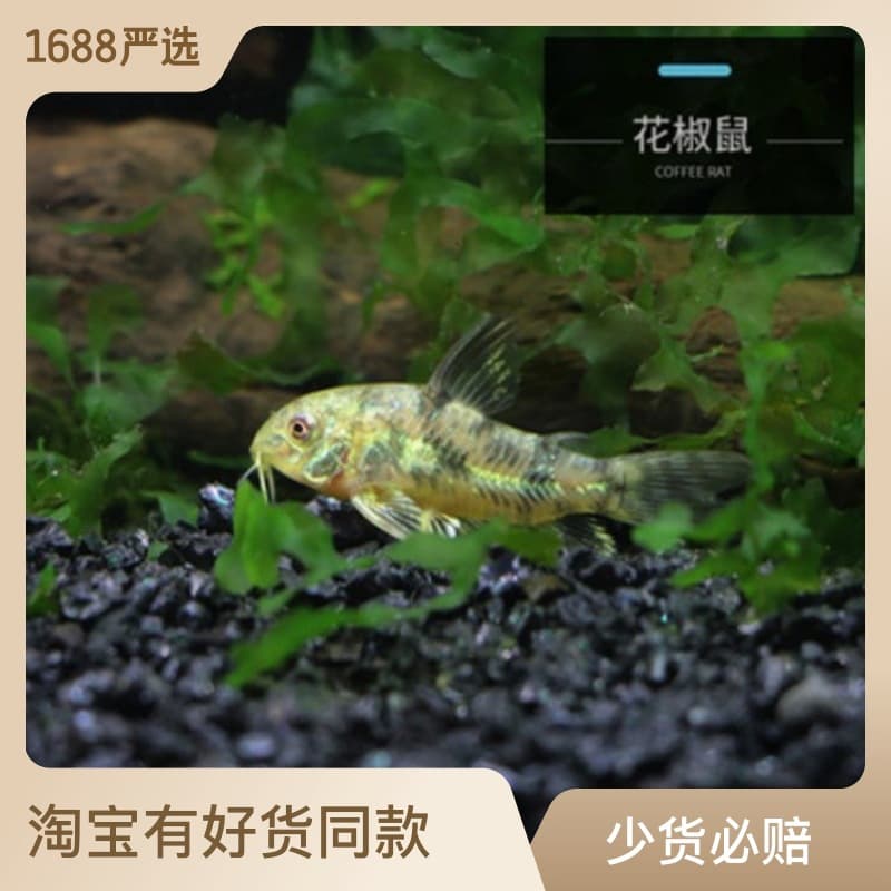 Peppered Corydoras Live Fish, Corydoras paleatus Cleaner Fish Bottom Dwelling Scavenger for Planted Aquariums Freshwater Fish Direct Farm Wholesale