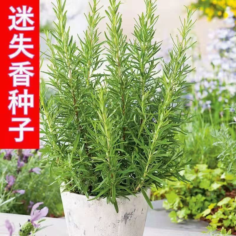 Rosemary Seeds Are Edible, Fragrant Herbs, Rosemary Seeds Can Be Used to Repel Mosquitoes, Prevent Mosquitoes, and Are Suitable for Planting in Pots in Spring and Autumn