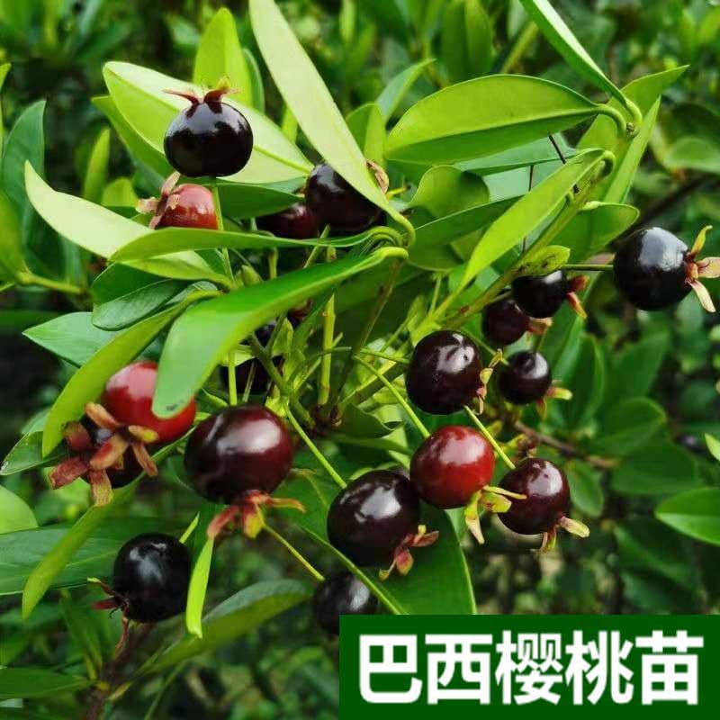 Brazilian Sweet Cherry Seedling, Black Fruit, Flat Round, Original Cup with Soil and Leaves, Shipped Potted or Ground Planting, Southern Fruit Seedling