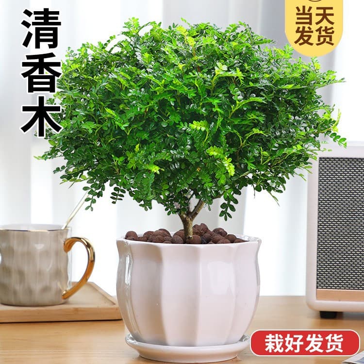 Pepperwood, fragrant plant seedlings, potted flowers, indoor and outdoor air purifiers, bonsai, Murraya paniculata, green plants, mosquito repellent grass