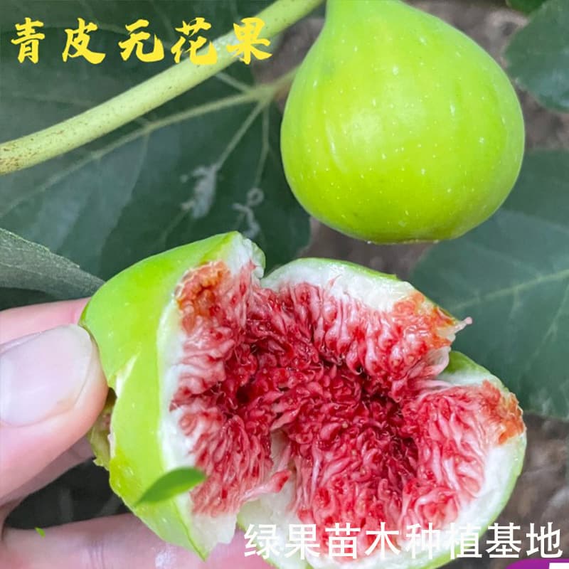 Fig Seedling Weihai Green Skin Fig Tree Seedling Green Skin Fig Seedling Garden Nursery Base Wholesale