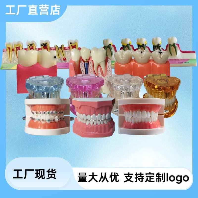 Dental Oral Cavity Model Teaching Aid, Kindergarten Teeth Teaching Model, Children's Tooth Brushing Demonstration Model