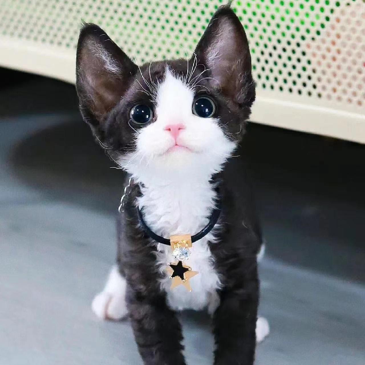 Devon Rex Kitten Purebred Imperial Devon Rex Cat Non-Shedding Pet Cat Live Blue-Eyed Devon Rex Cat