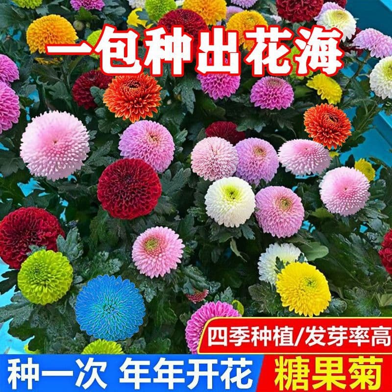 Candy Chrysanthemum Seeds, Garden Four-Season Blooming, Rainbow Pompom Chrysanthemum Seeds, Thousand-Headed Chrysanthemum, Easy to Grow, Pompom Chrysanthemum Seeds