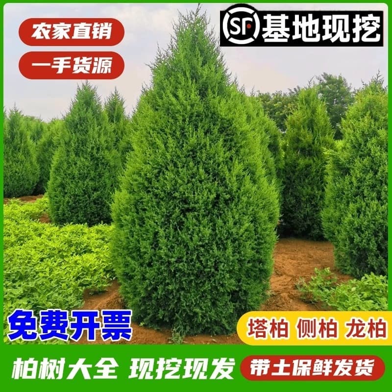 Cypress saplings, tower cypress, hinoki cypress, cypress, arborvitae saplings, juniper pine, pagoda pine, dragon, cypress saplings, greening all year round