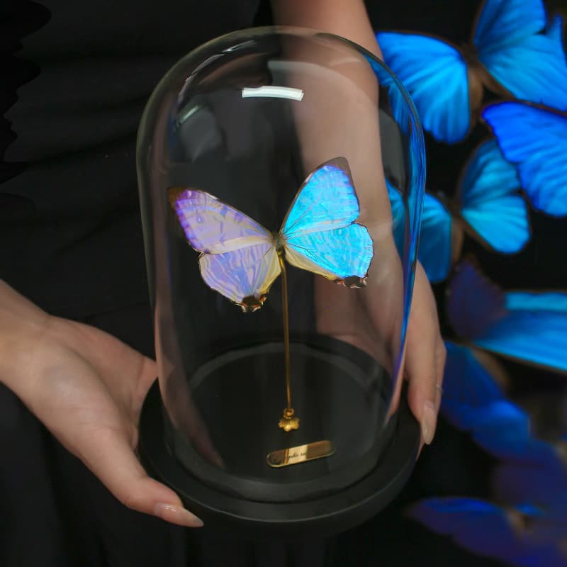Blue Morpho Natural Real Butterfly Specimen Decorative Ornament Gift for Girlfriend Birthday Premium