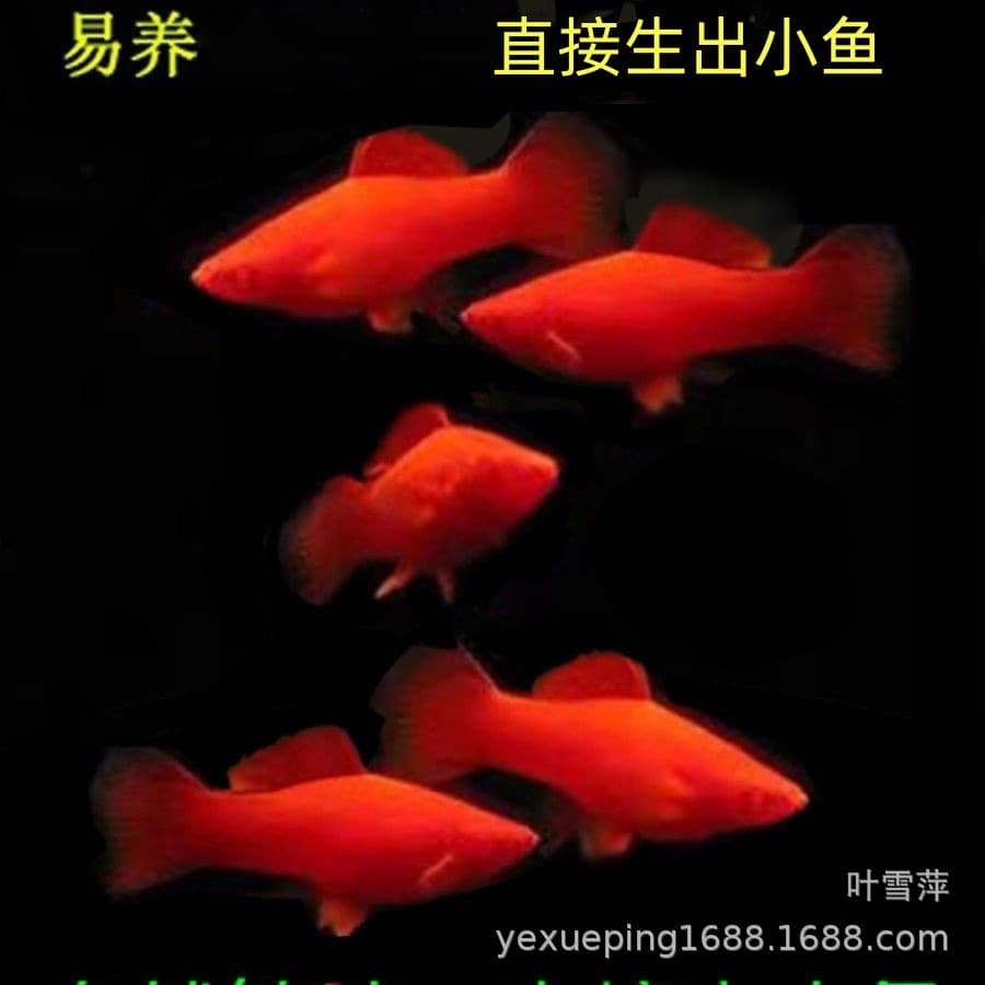Red swordtail tropical fish, ornamental fish, small fish; live-bearing, easy-to-raise, hardy fish, wholesale from fish farms.