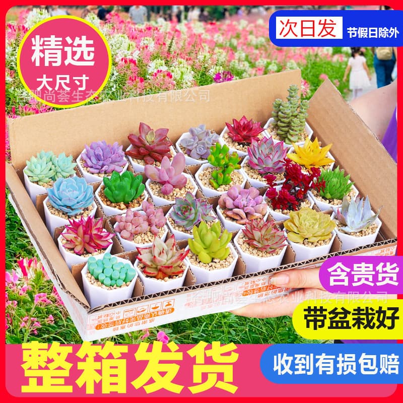 Succulent Plants with Pots, Potted Succulent Assortment, Large Succulent Flowers, Beautiful Small Succulents for All Seasons