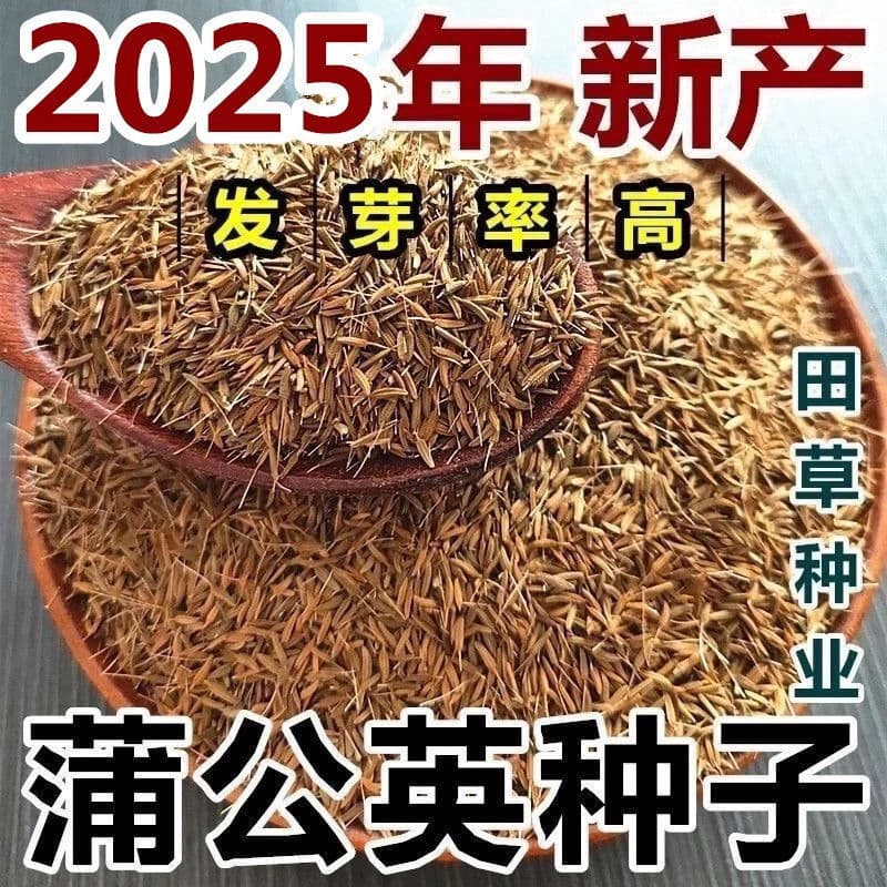 Dandelion Seeds Wild Large Leaf Dandelion Seeds Edible Greens Sow All Seasons Perennial Wild Vegetable