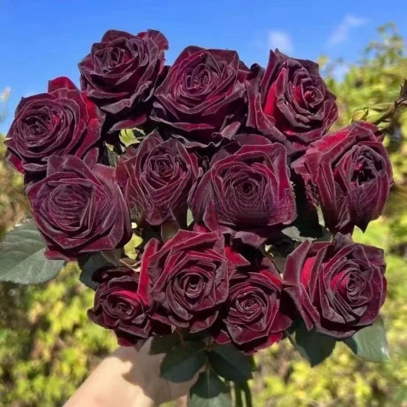 Red rose seeds, green plant potted flowers, flower seeds, potted ground plants, four seasons seeds, rose seeds