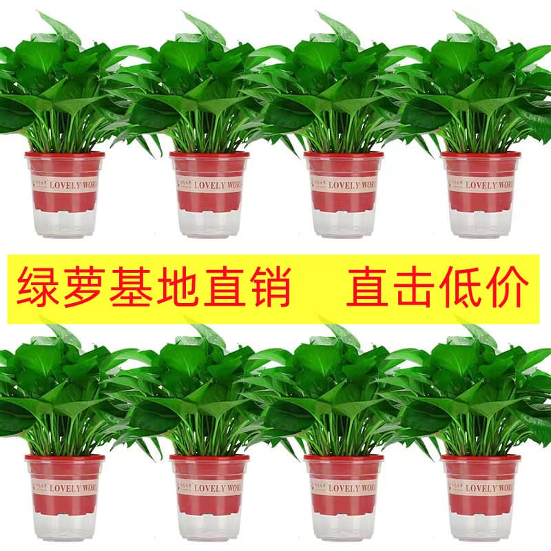 180 Large Pothos Potted Plant, Wholesale Hydroponic Long Vine Pothos, Indoor Green Plant, Small Green Basket, Formaldehyde-Removing Small Potted Plant