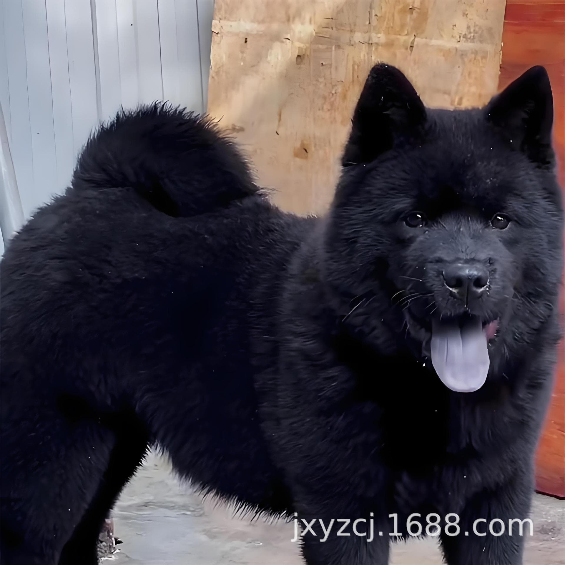 Purebred Five-Black Chinese Rural Dog Native Hunting Dog Live Puppy Medium-Sized Guard Dog Pet Dog Small Dog Live Animal