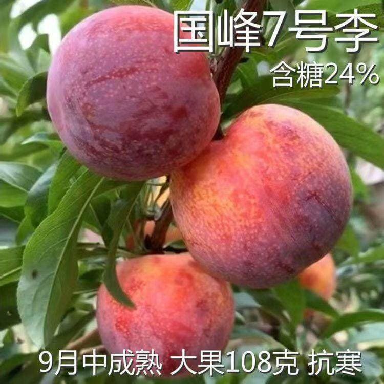 New Variety Plum Tree Seedling Extra Large Red Heart Guofeng No. 7 Plum Seedling Grafted Suitable for Northern and Southern Planting Late Maturing