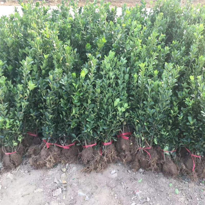 Hokkaido Boxwood Hedge Seedlings, Wintergreen Large-Leaf Boxwood Saplings, Wintergreen Seedlings, Cold-Hardy Plants for Courtyards and Streets