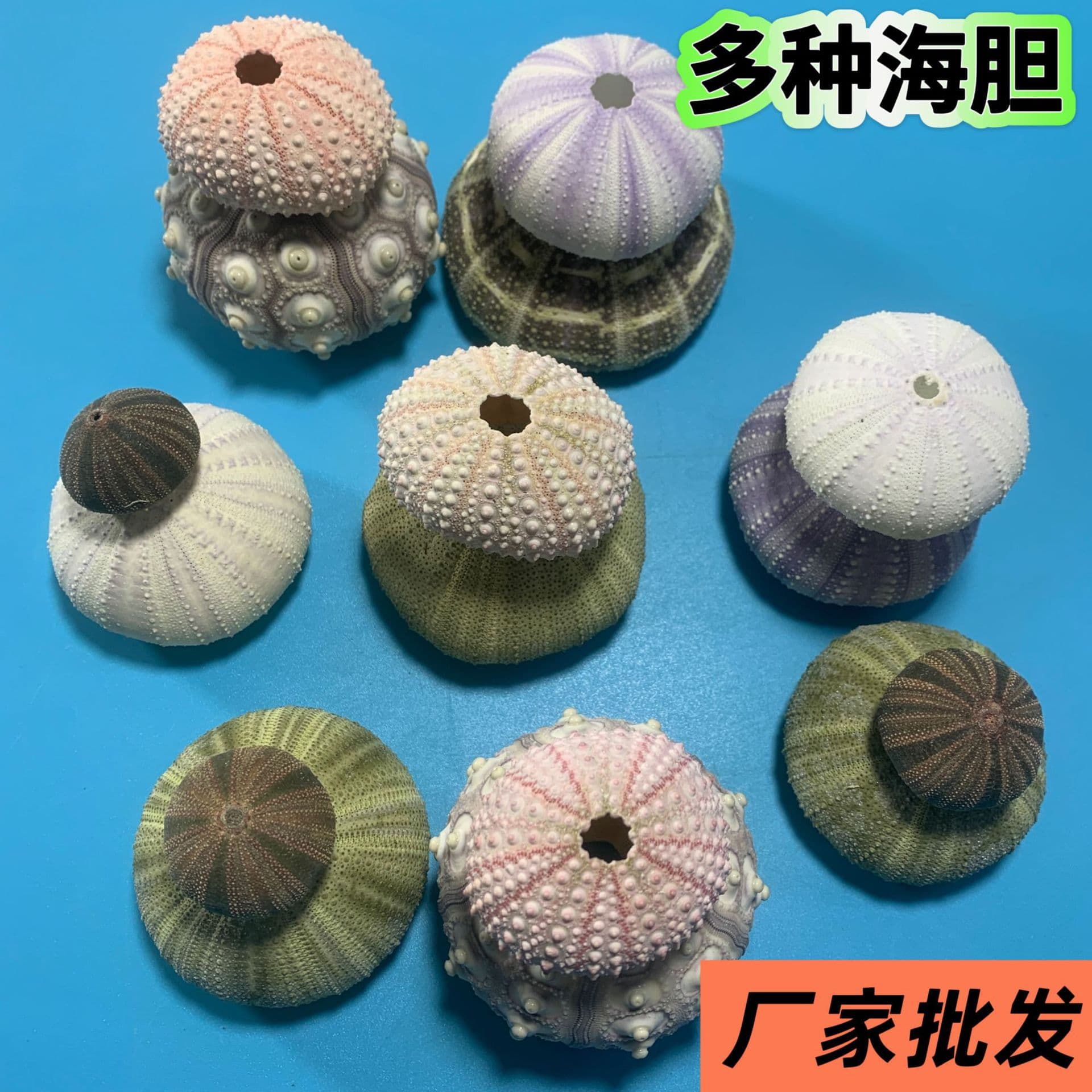 Natural Sea Urchin Shell Specimen Air Plant Sea Urchin Lamp Material Craft Creative Handmade Decoration Student DIY Home