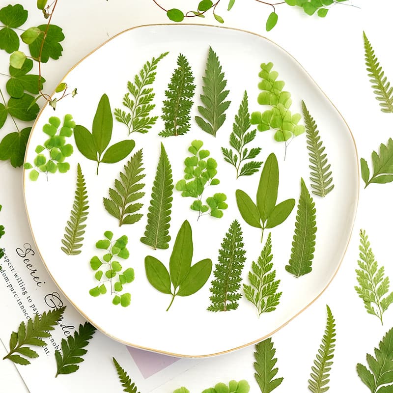Fern Leaf Plant Specimen Pressed Dried Flower Handmade Pressed Flower Leaf Grass Leaf Green Leaf Material Pack Export Manufacturer