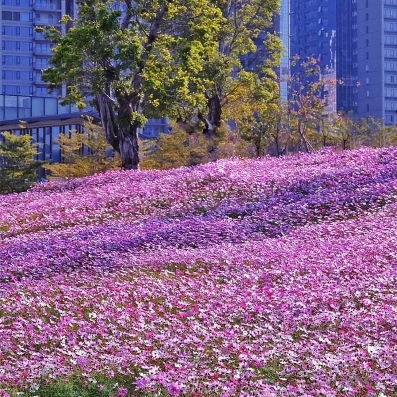 Cosmos Bipinnatus Seeds Mixed Colors Four Seasons Cosmos Flower Seeds Easy to Grow Continuous Blooming Flower Seeds