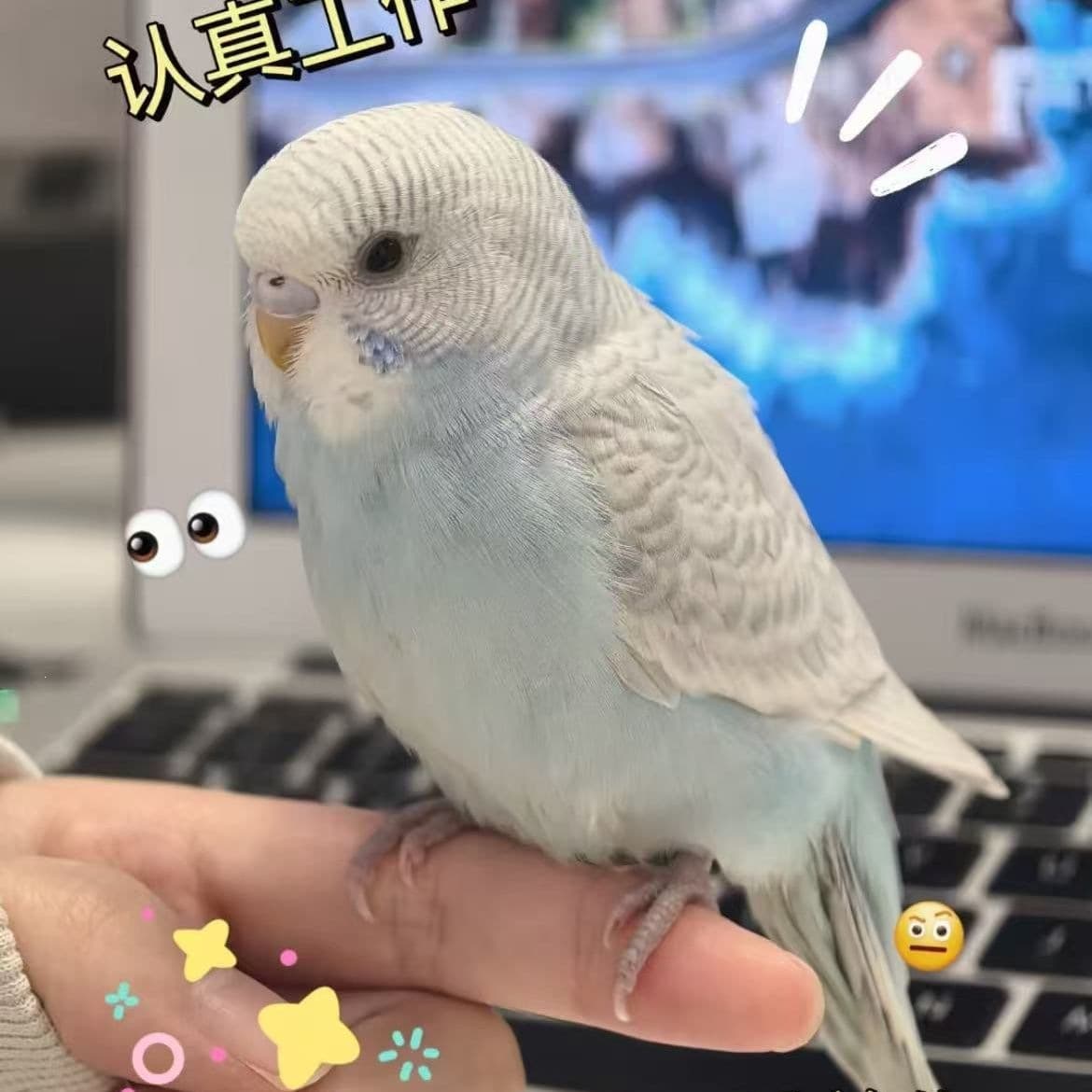 Cockatiel Parrot Live Pet Bird Talking Budgie Hand-Fed Tame Baby Chick Egg Laying Breeding